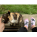 Cute Cat Ankle Socks Wantee