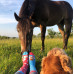 Playful Dogs Socks Wantee