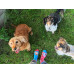 Playful Dogs Socks Wantee