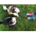 Playful Dogs Socks Wantee