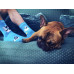 Naughty Dogs Socks Wantee